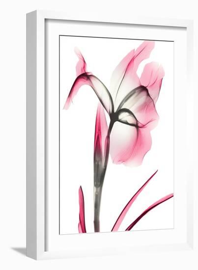 Pink Infused Iris 2-Albert Koetsier-Framed Art Print