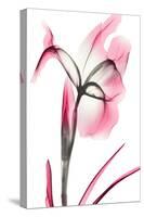 Pink Infused Iris 2-Albert Koetsier-Stretched Canvas
