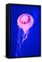 Pink Jellyfish in Deep Blue Sea-AndyCandy-Framed Stretched Canvas