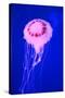 Pink Jellyfish in Deep Blue Sea-AndyCandy-Stretched Canvas