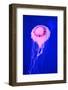 Pink Jellyfish in Deep Blue Sea-AndyCandy-Framed Photographic Print