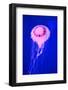 Pink Jellyfish in Deep Blue Sea-AndyCandy-Framed Photographic Print