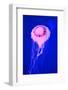 Pink Jellyfish in Deep Blue Sea-AndyCandy-Framed Photographic Print