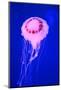 Pink Jellyfish in Deep Blue Sea-AndyCandy-Mounted Photographic Print