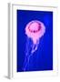 Pink Jellyfish in Deep Blue Sea-AndyCandy-Framed Photographic Print