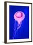 Pink Jellyfish in Deep Blue Sea-AndyCandy-Framed Photographic Print