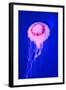 Pink Jellyfish in Deep Blue Sea-AndyCandy-Framed Photographic Print