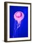 Pink Jellyfish in Deep Blue Sea-AndyCandy-Framed Photographic Print