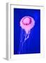 Pink Jellyfish in Deep Blue Sea-AndyCandy-Framed Photographic Print