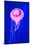 Pink Jellyfish in Deep Blue Sea-AndyCandy-Mounted Photographic Print