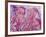 Pink Jellyfish-Lauren Moss-Framed Giclee Print