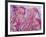 Pink Jellyfish-Lauren Moss-Framed Giclee Print