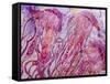 Pink Jellyfish-Lauren Moss-Framed Stretched Canvas