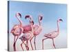 Pink Ladies-Lucia Heffernan-Stretched Canvas