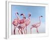 Pink Ladies-Lucia Heffernan-Framed Art Print