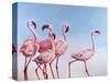 Pink Ladies-Lucia Heffernan-Stretched Canvas