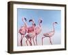 Pink Ladies-Lucia Heffernan-Framed Art Print