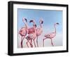 Pink Ladies-Lucia Heffernan-Framed Art Print