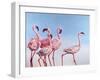 Pink Ladies-Lucia Heffernan-Framed Art Print