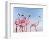 Pink Ladies-Lucia Heffernan-Framed Art Print