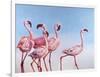 Pink Ladies-Lucia Heffernan-Framed Art Print