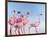 Pink Ladies-Lucia Heffernan-Framed Art Print