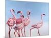 Pink Ladies-Lucia Heffernan-Mounted Art Print