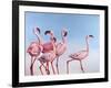 Pink Ladies-Lucia Heffernan-Framed Art Print