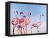 Pink Ladies-Lucia Heffernan-Framed Stretched Canvas