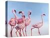 Pink Ladies-Lucia Heffernan-Stretched Canvas