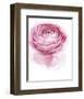 Pink Lady I-Elizabeth Urquhart-Framed Photo