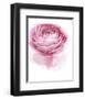 Pink Lady I-Elizabeth Urquhart-Framed Photo