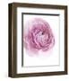 Pink Lady III-Elizabeth Urquhart-Framed Photo