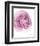 Pink Lady III-Elizabeth Urquhart-Framed Photo