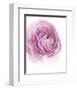 Pink Lady III-Elizabeth Urquhart-Framed Photo