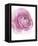 Pink Lady III-Elizabeth Urquhart-Framed Stretched Canvas