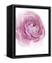 Pink Lady III-Elizabeth Urquhart-Framed Stretched Canvas