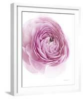 Pink Lady III-Elizabeth Urquhart-Framed Photo