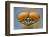Pink lady mayfly close up of eyes of male, Madison River, Montana, USA, August-Phil Savoie-Framed Photographic Print