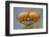 Pink lady mayfly close up of eyes of male, Madison River, Montana, USA, August-Phil Savoie-Framed Photographic Print