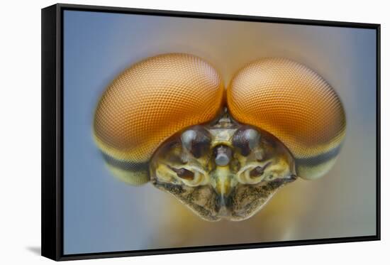 Pink lady mayfly close up of eyes of male, Madison River, Montana, USA, August-Phil Savoie-Framed Stretched Canvas