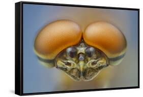 Pink lady mayfly close up of eyes of male, Madison River, Montana, USA, August-Phil Savoie-Framed Stretched Canvas