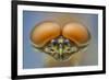 Pink lady mayfly close up of eyes of male, Madison River, Montana, USA, August-Phil Savoie-Framed Photographic Print