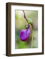 Pink Lady's Slipper in a Forest in Epping, New Hampshire-Jerry and Marcy Monkman-Framed Photographic Print