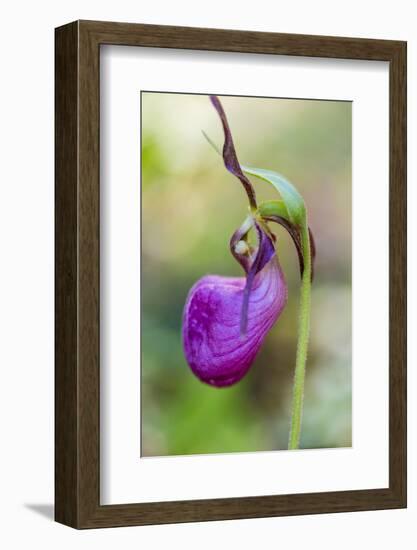 Pink Lady's Slipper in a Forest in Epping, New Hampshire-Jerry and Marcy Monkman-Framed Photographic Print