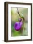 Pink Lady's Slipper in a Forest in Epping, New Hampshire-Jerry and Marcy Monkman-Framed Photographic Print