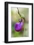 Pink Lady's Slipper in a Forest in Epping, New Hampshire-Jerry and Marcy Monkman-Framed Photographic Print