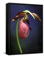 Pink Lady Slipper, St. Clair Nature Preserve, Michigan, USA-Claudia Adams-Framed Stretched Canvas