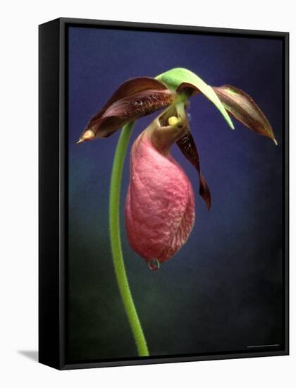 Pink Lady Slipper, St. Clair Nature Preserve, Michigan, USA-Claudia Adams-Framed Stretched Canvas