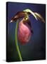 Pink Lady Slipper, St. Clair Nature Preserve, Michigan, USA-Claudia Adams-Stretched Canvas